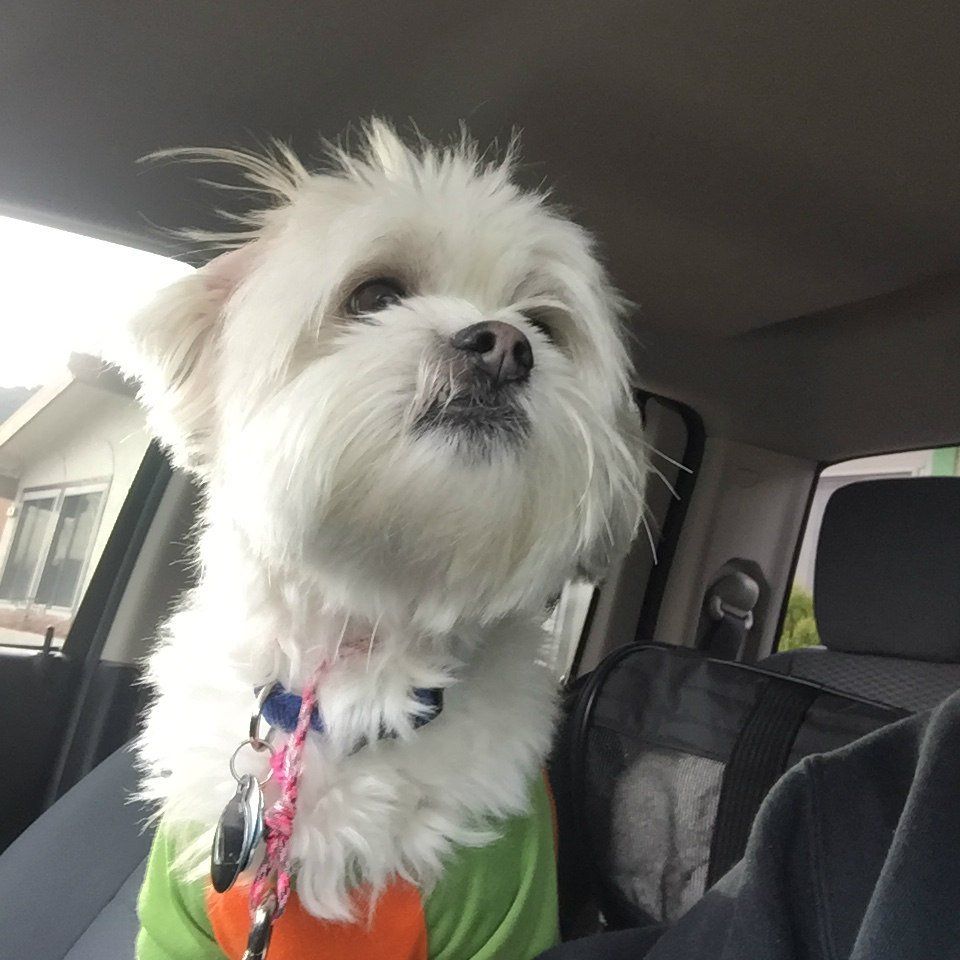a small white dog is wearing a green and orange shirt