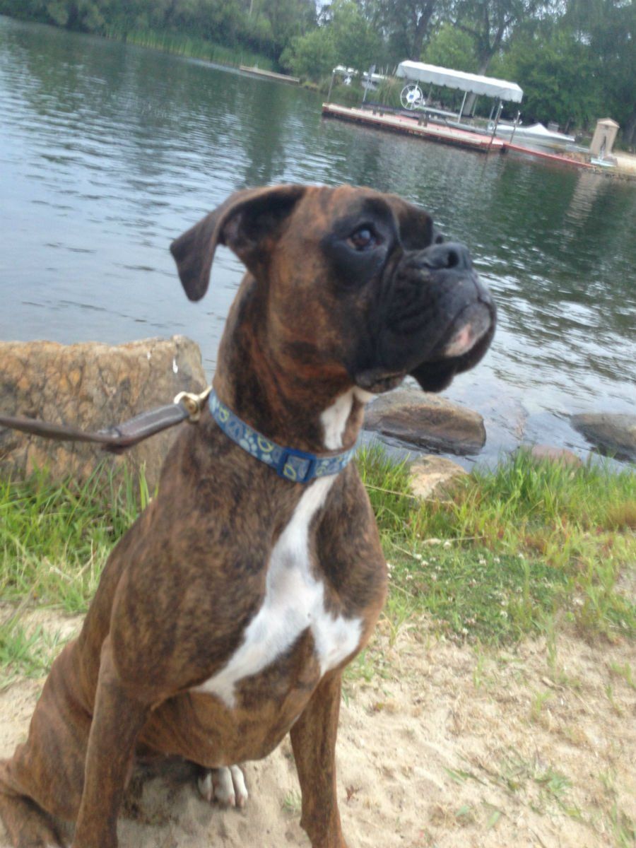 a brown and white boxer dog is sitting next to a body of water