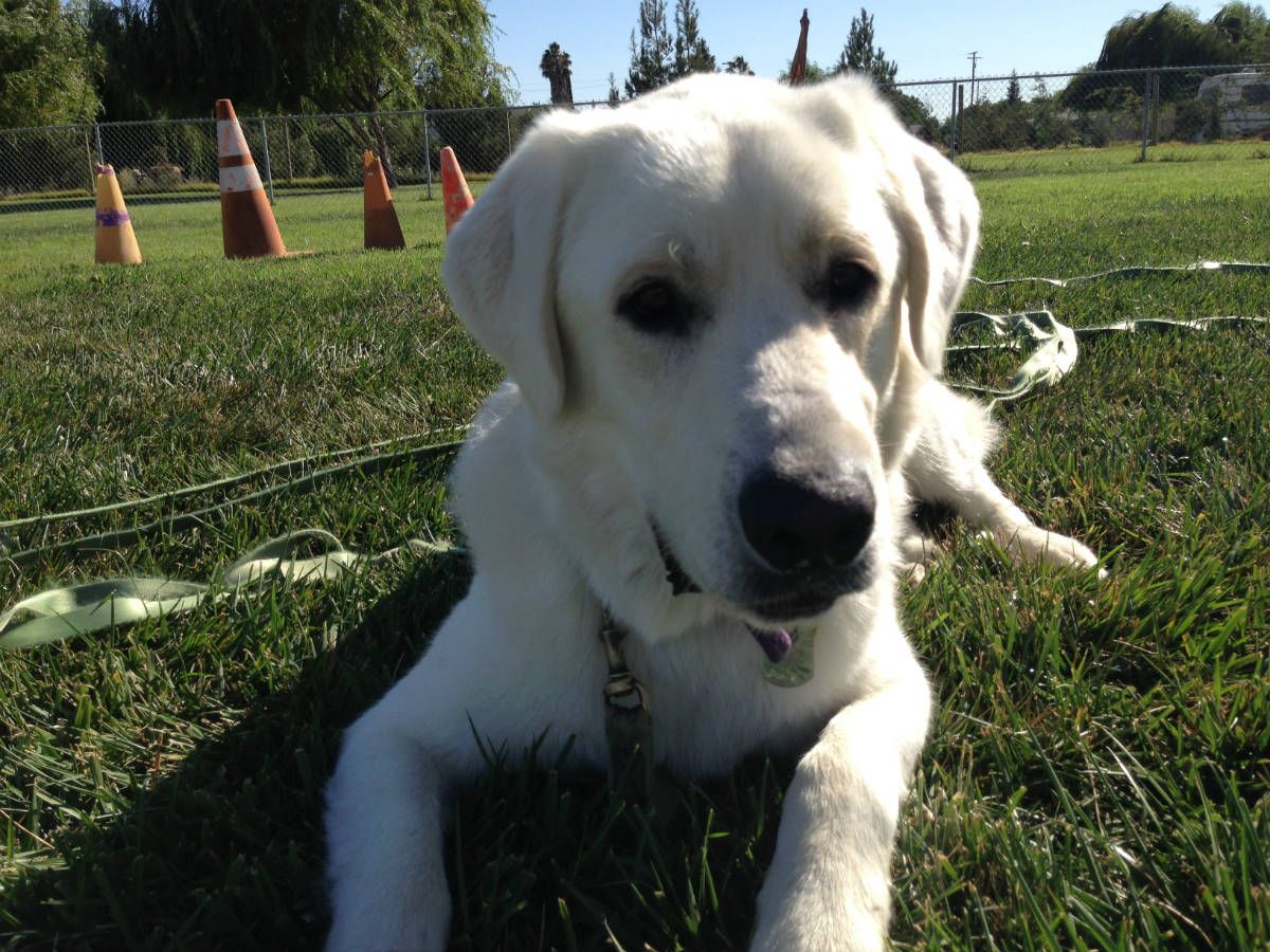 a white dog is laying in the grass and looking at the camera
