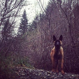 a dog is standing in the middle of a forest .