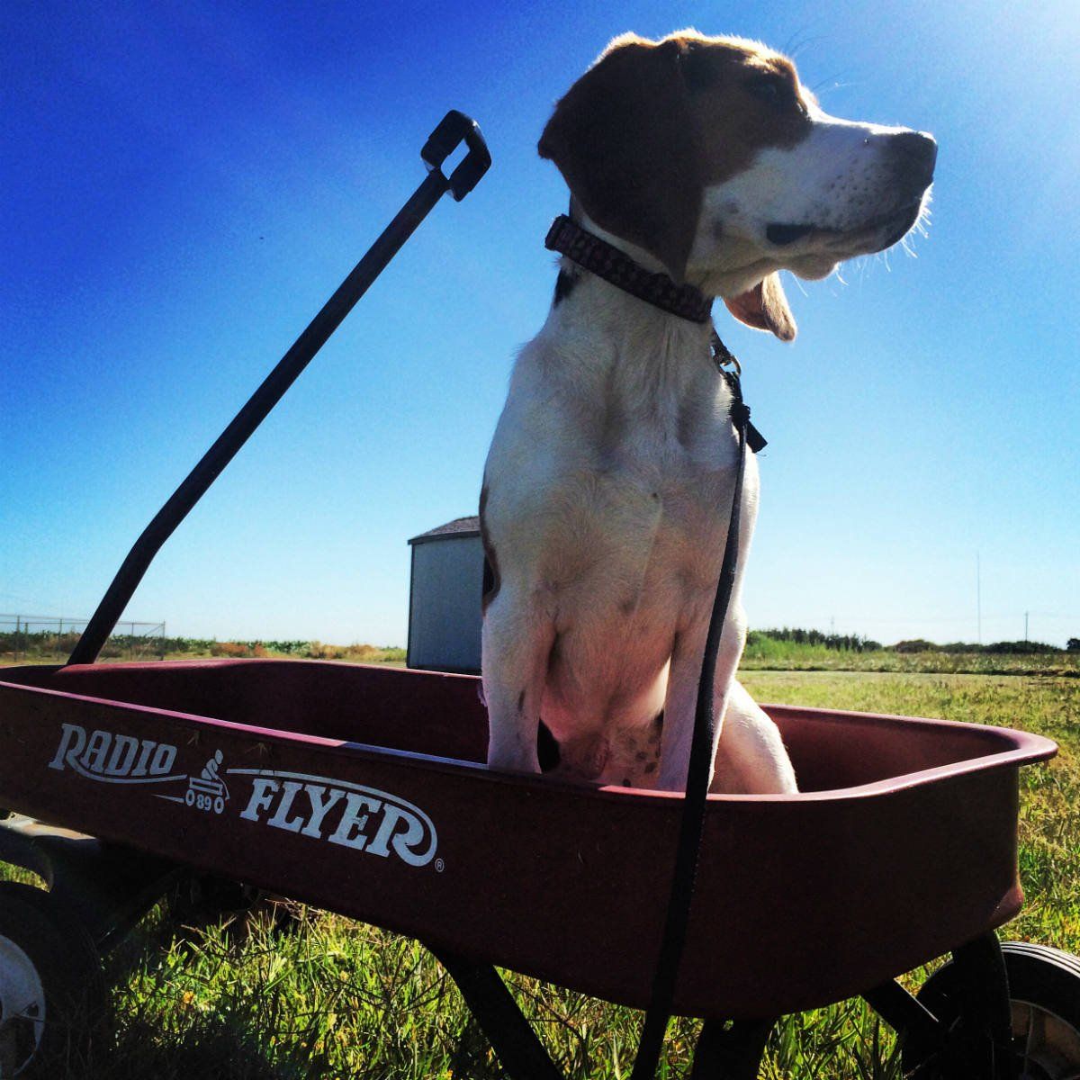 a brown and white dog is sitting in a red radio flyer wagon