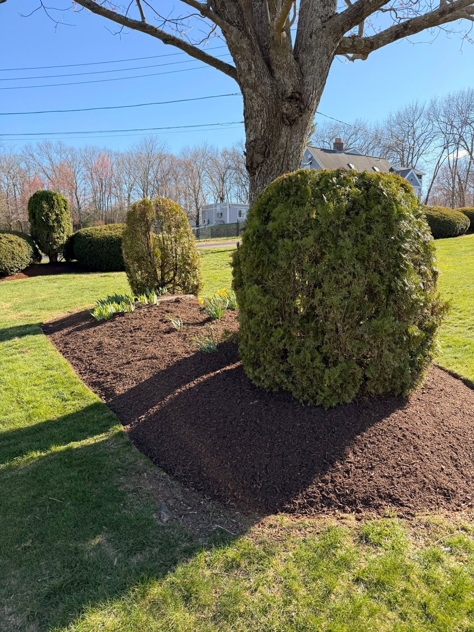 Neatly trimmed shrubs on mulch beds in a sunny park lawn with a large tree in the background