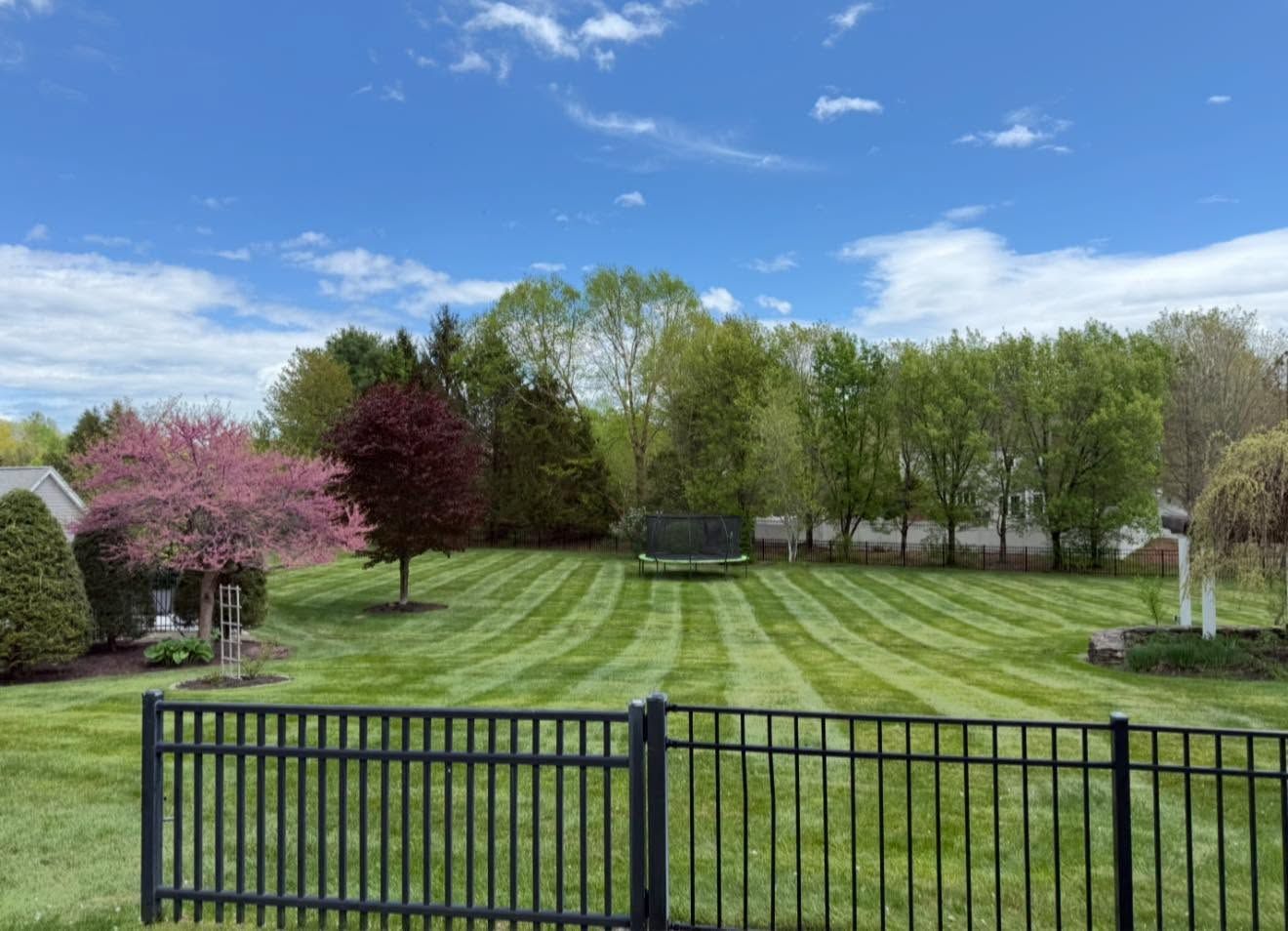 Grassy backyard with striped lawn, blooming trees, and a black fence under a blue sky