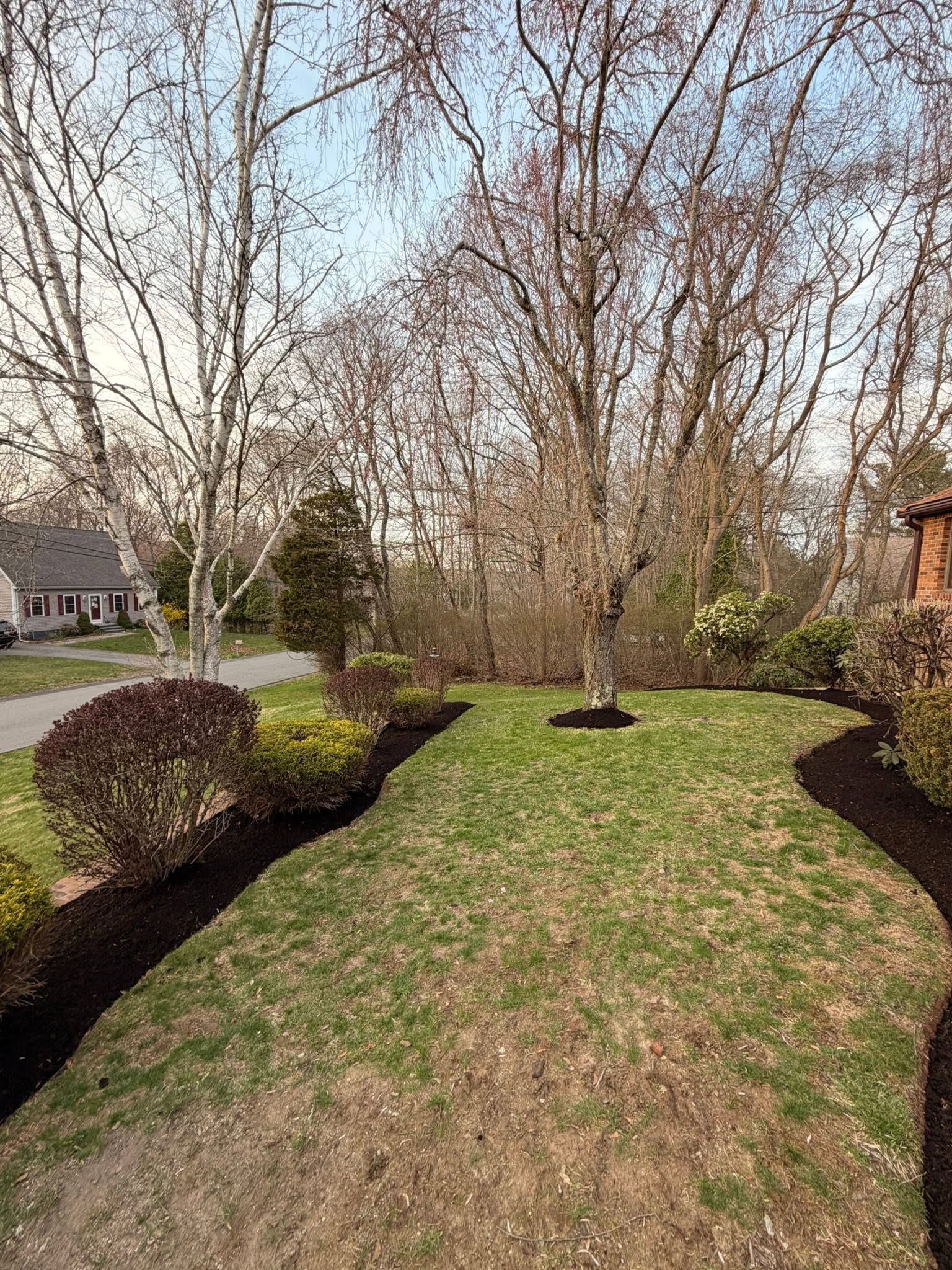 Landscaped backyard with a grassy path, leafless trees, and trimmed shrubs in early spring.