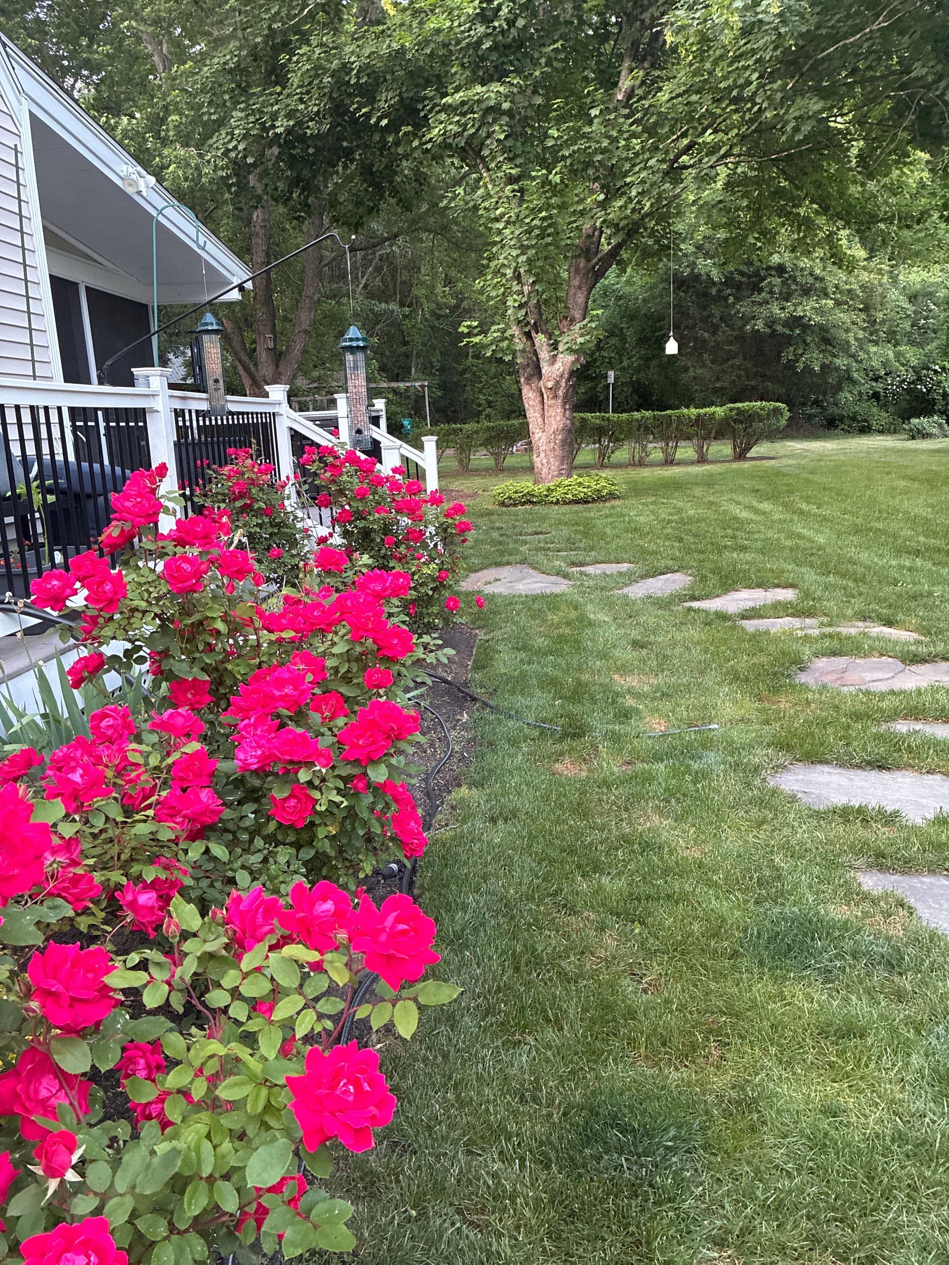 Garden path beside a porch with bright pink roses and a leafy tree in the background