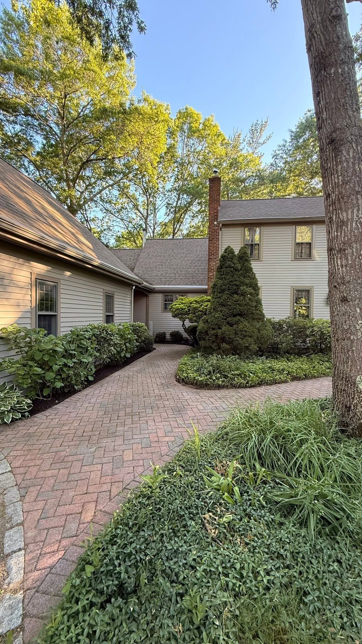 Brick driveway leading to a white house with ivy, flanked by trees and green shrubs.
