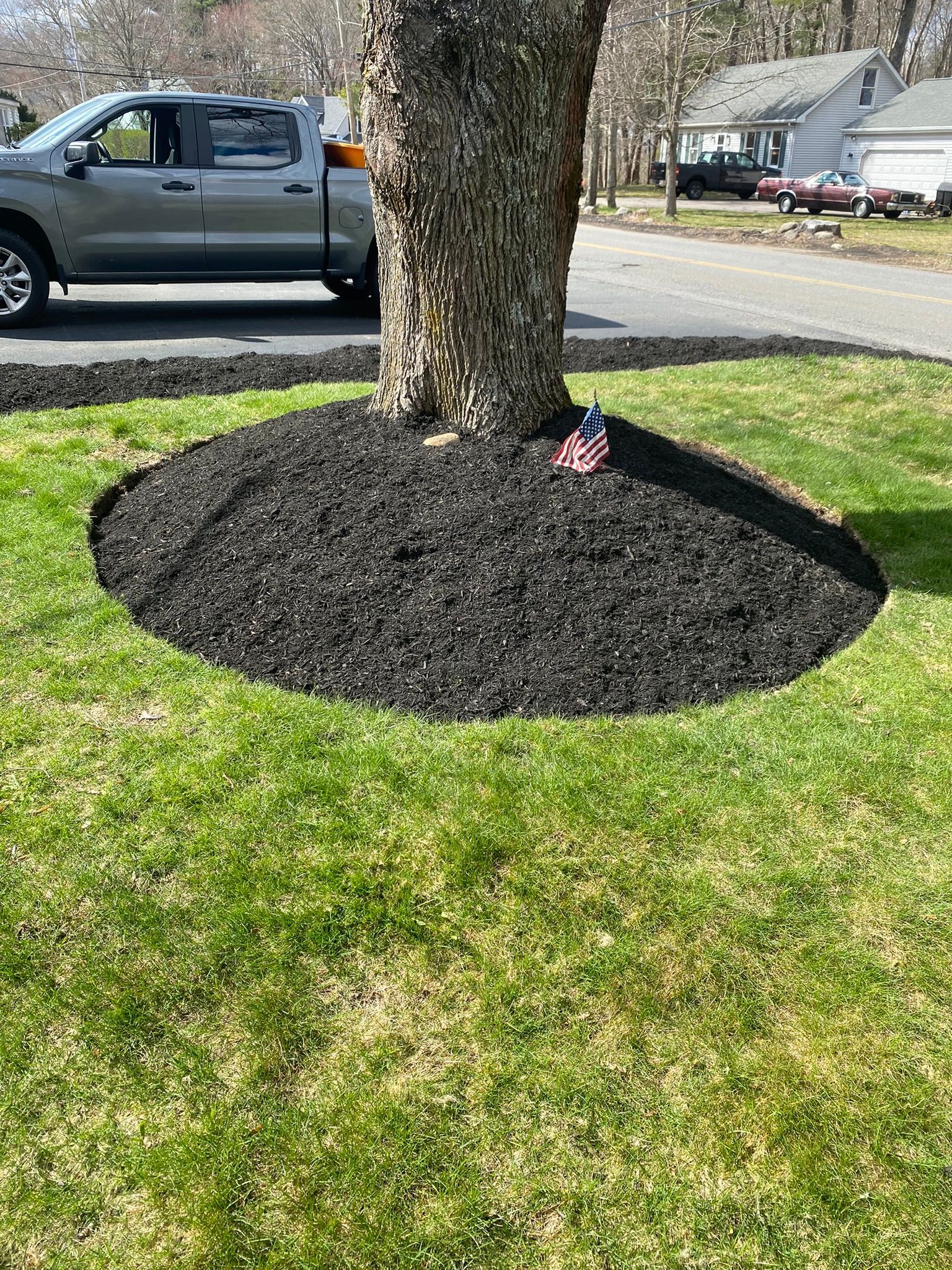 Tree trunk in a mulched bed on a grassy lawn, with parked cars and houses in the background.