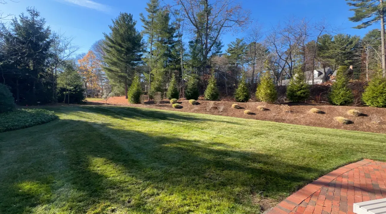 Sunlit backyard lawn with trees, shrubs, and a brick patio edge