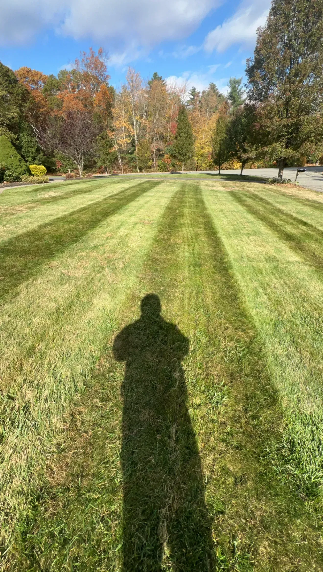 Shadows on a striped green lawn leading to autumn trees under a clear sky