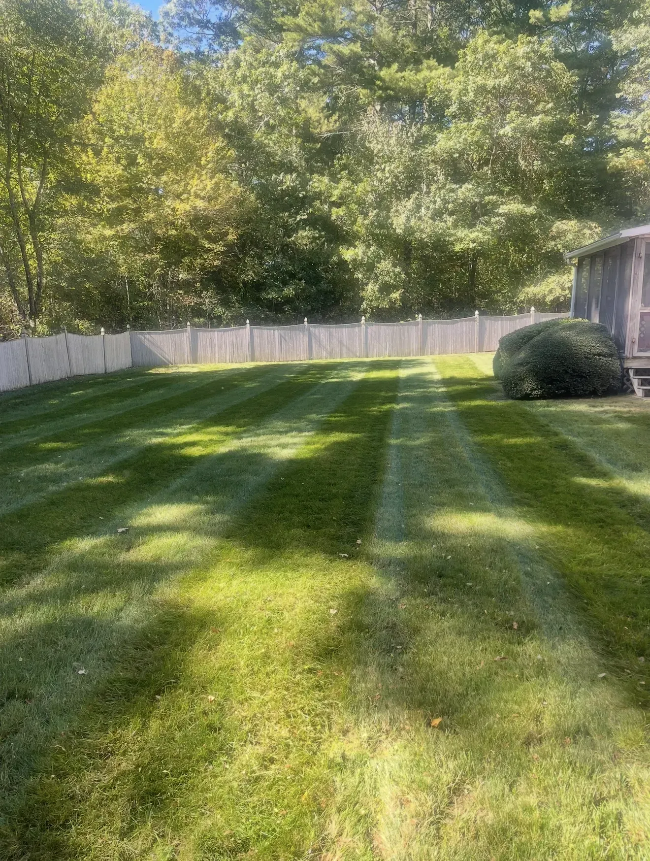 Sunny backyard lawn with tree shadows, white fence, and a small shed