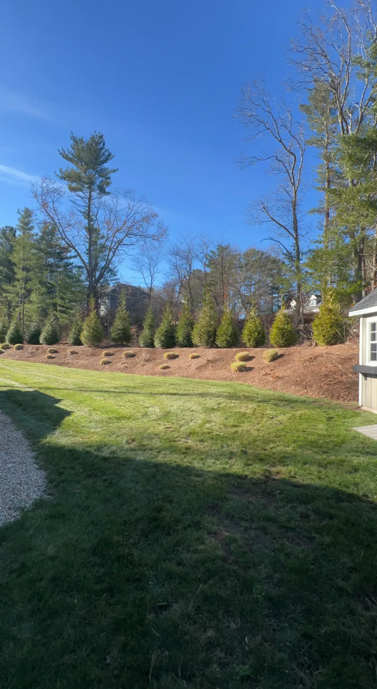 Sunny backyard with green lawn, pine trees, and a small house edge under a clear blue sky
