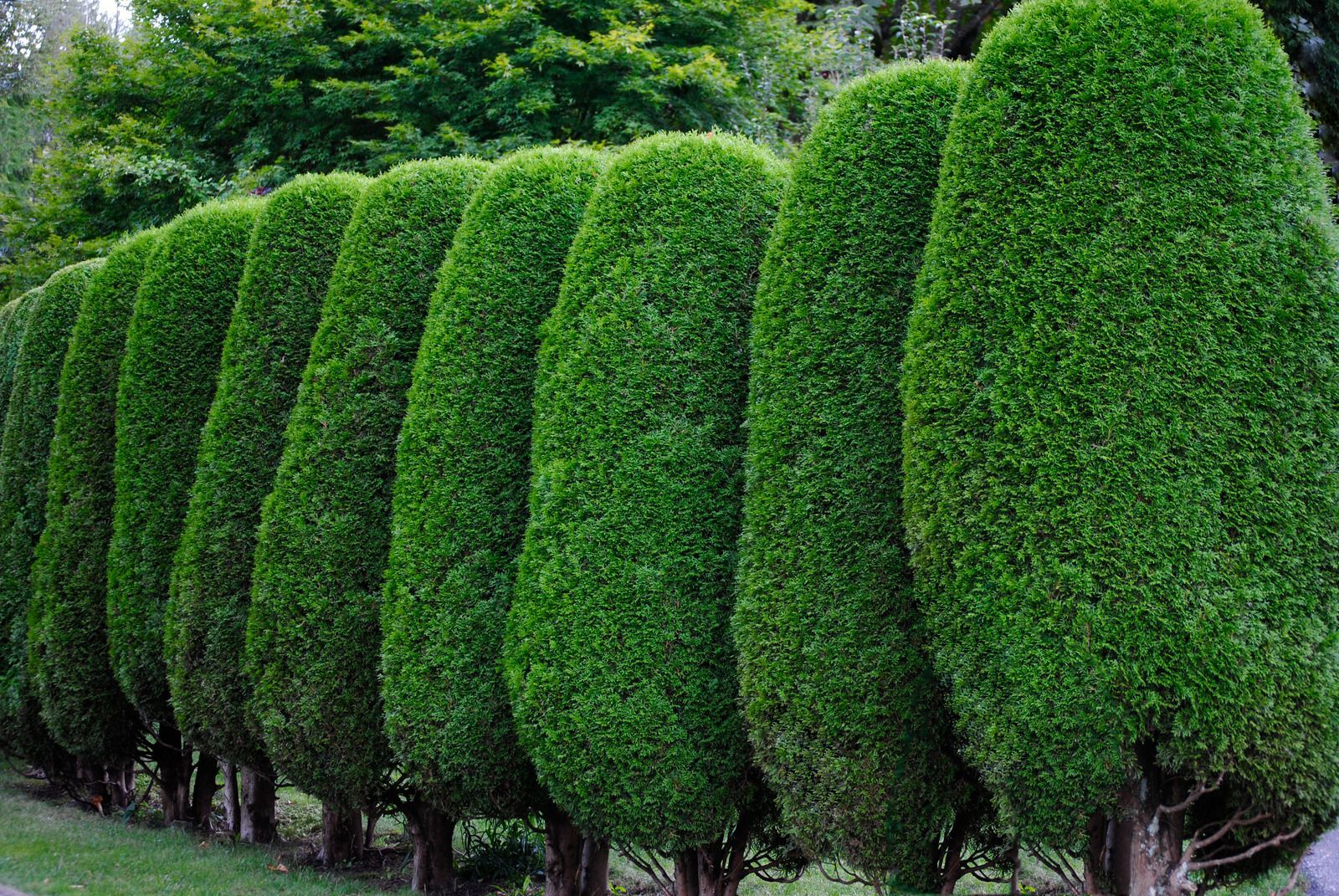 Row of neatly trimmed, rounded green bushes in a garden along a path