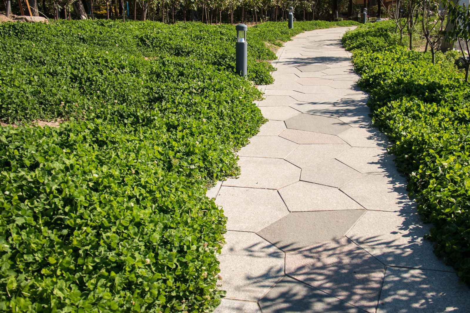 Sunlit cracked concrete path winding through dense green shrubs in a park