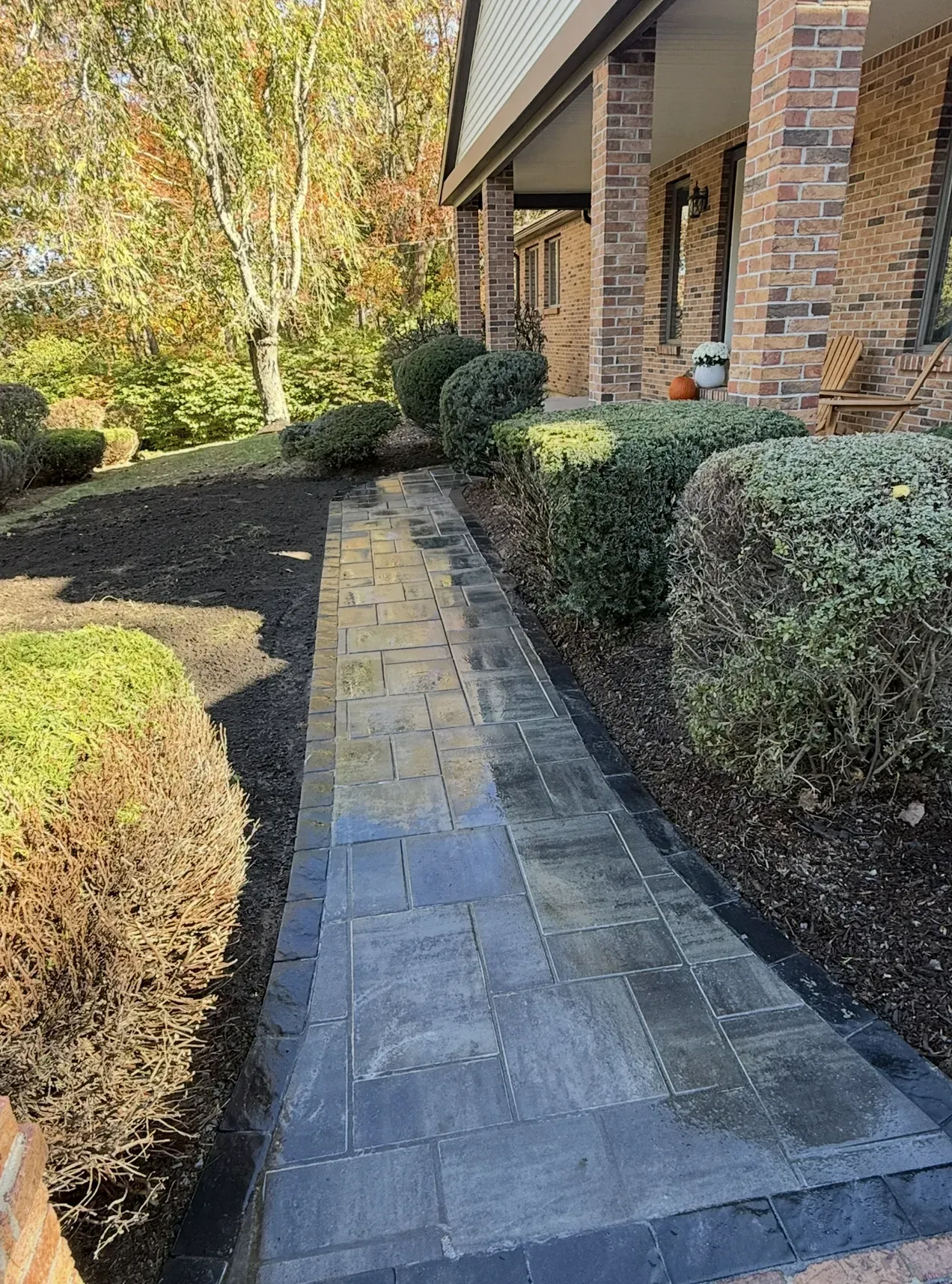 Brick house walkway bordered by trimmed hedges and autumn trees in a landscaped yard