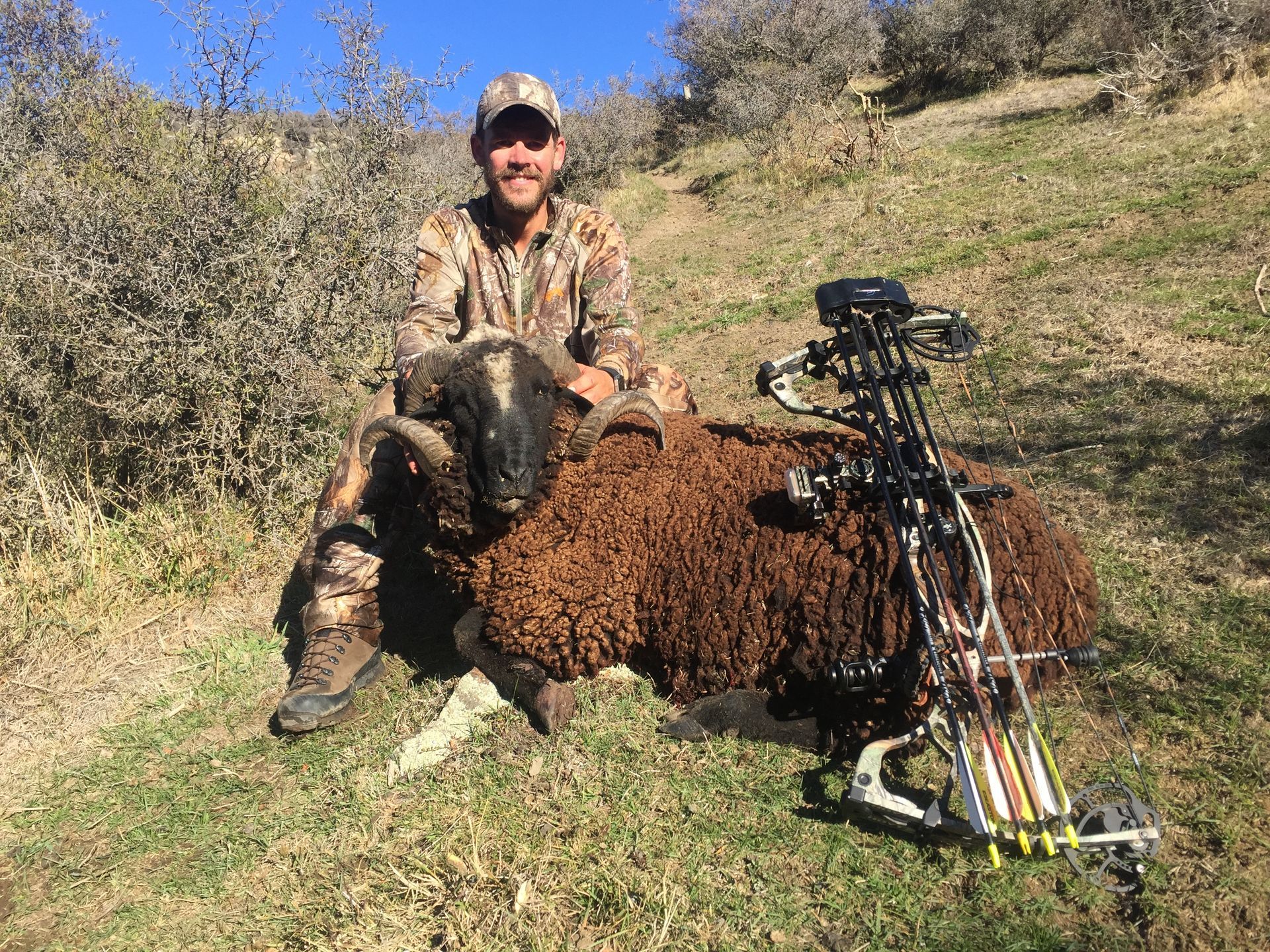 Man in camo gear smiles, seated next to a brown sheep he has hunted, with a bow in a grassy hillside setting.