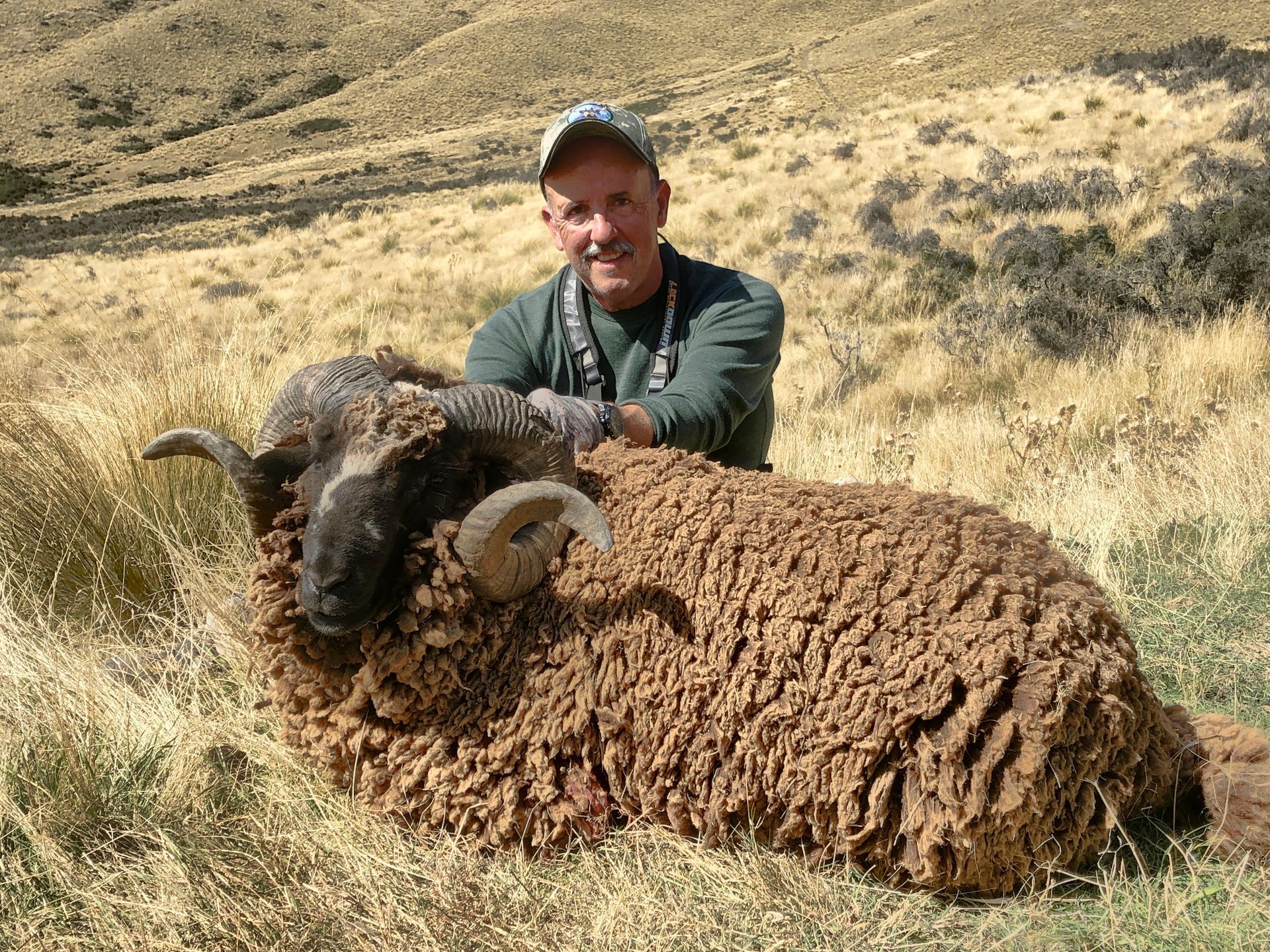 A man smiles next to a large ram with curled horns, lying on dry grass and hills. The man wears a camo hat and a green shirt.