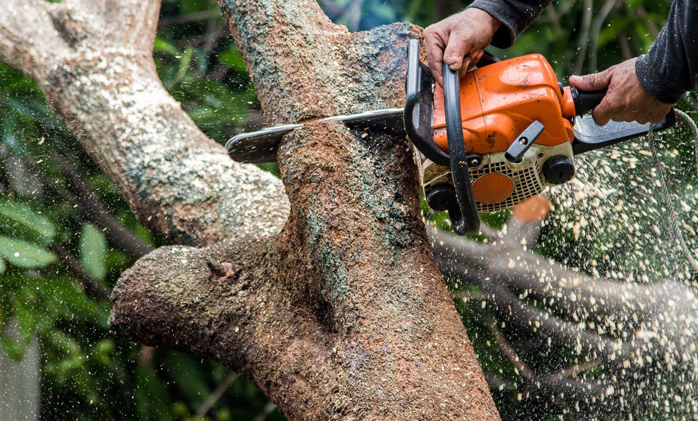 Person using an orange chainsaw to cut a tree branch, sawdust in the air.