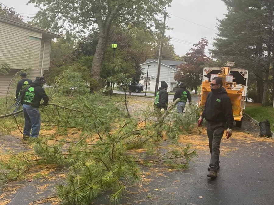 A group of men are walking down a street next to a fallen tree.