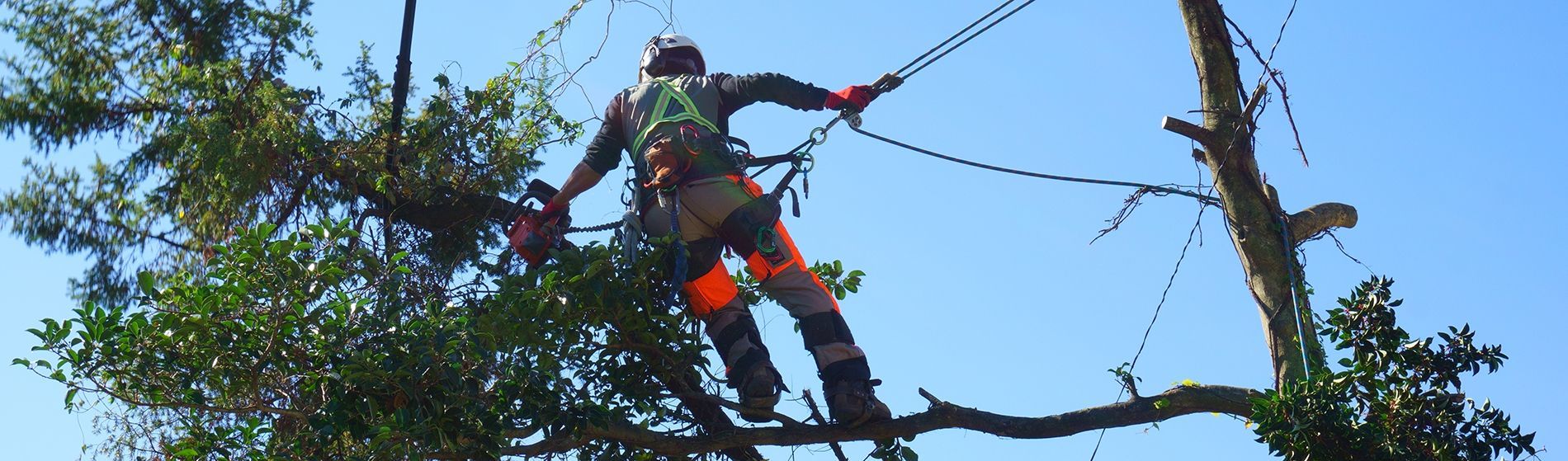 Arborist using a chainsaw while secured in a tree with safety harness against a blue sky.