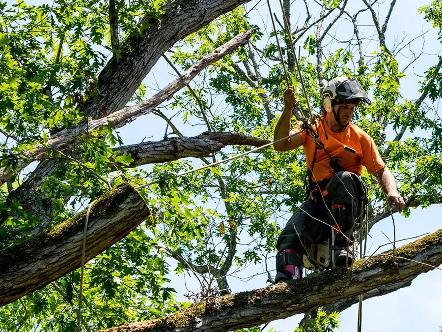 A man is cutting a tree branch with a chainsaw.