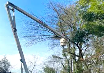 A crane is cutting a tree in the middle of a forest.