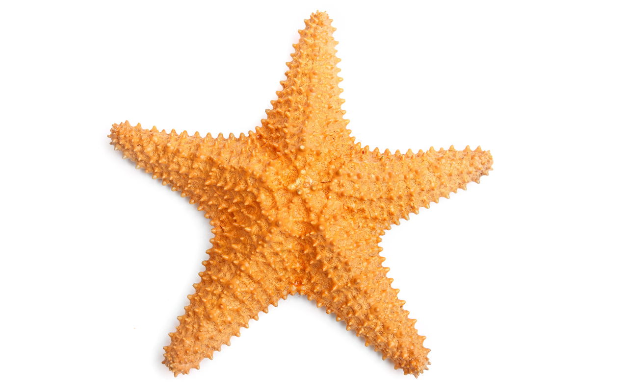 estrela do mar