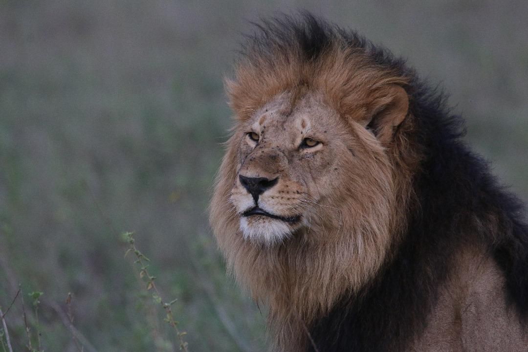 A male lion with a full, dark-maned mane looks off to the side in a grassy savanna setting.
