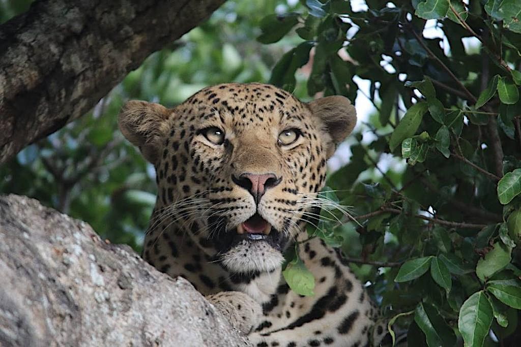 A leopard with spotted fur peers directly forward while resting among thick green foliage and a large tree trunk.