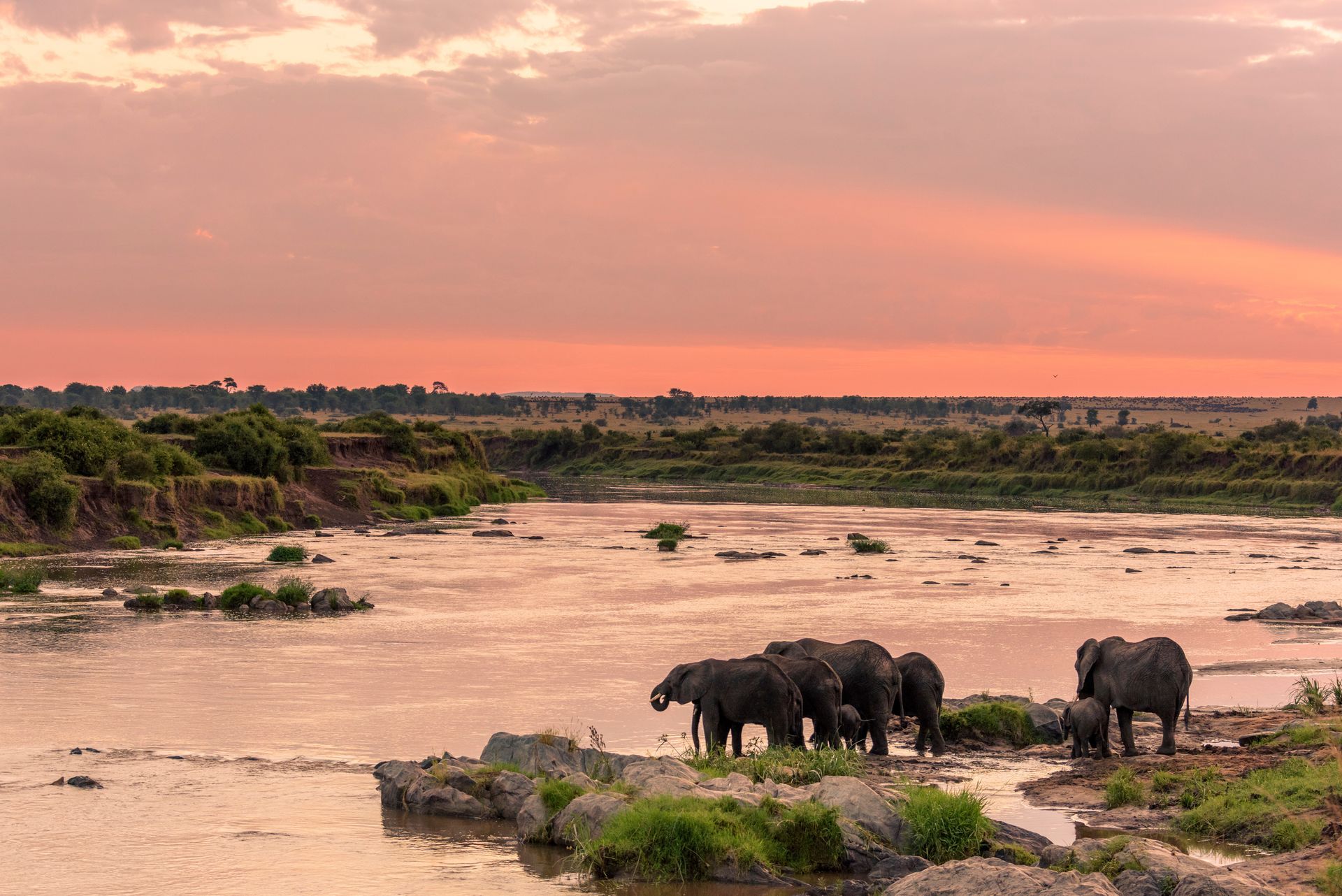 A herd of elephants gathers by a riverbank under a vibrant pink and orange sunset sky.