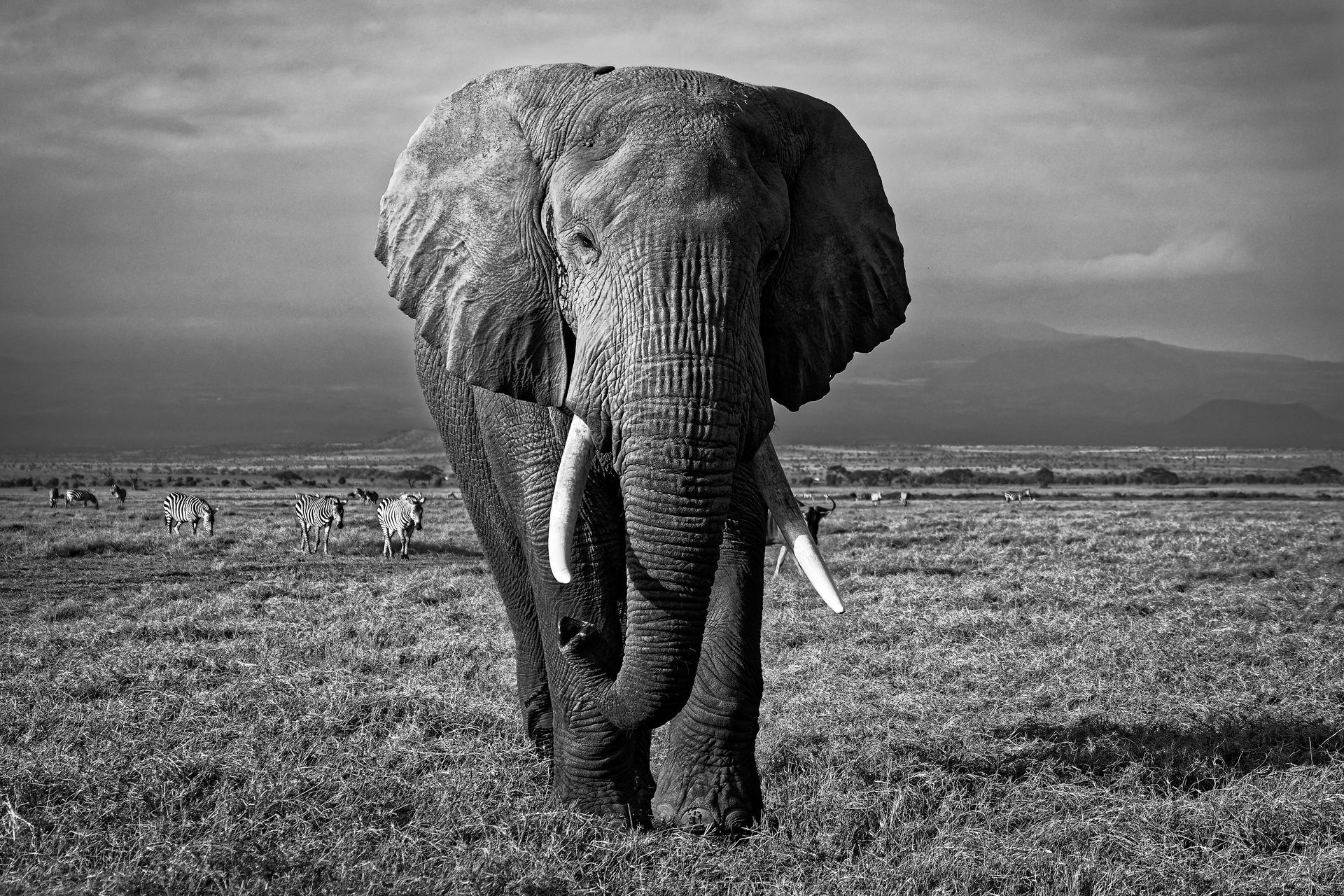 A large African elephant stands in a grassy savanna with smaller animals in the background, in a black and white photo.
