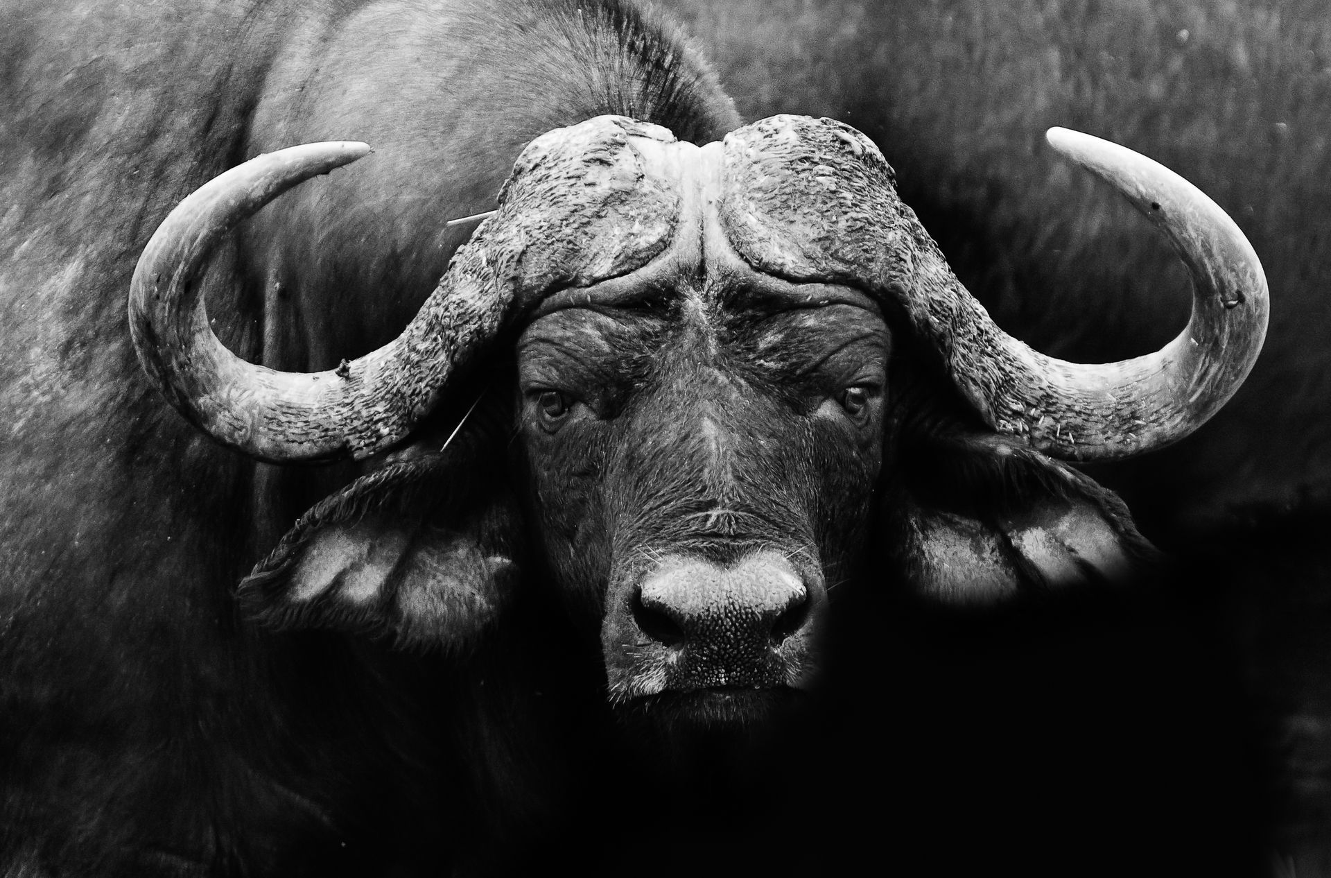A close-up, black and white portrait of an African buffalo facing forward, showcasing its large, curved horns and dark face.