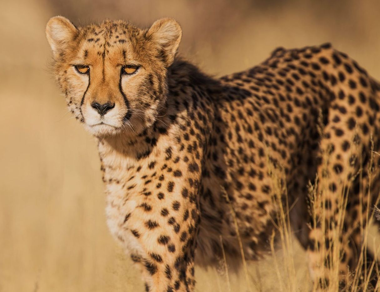A cheetah with its distinct black tear marks stands in dry, golden grass, looking toward the camera.