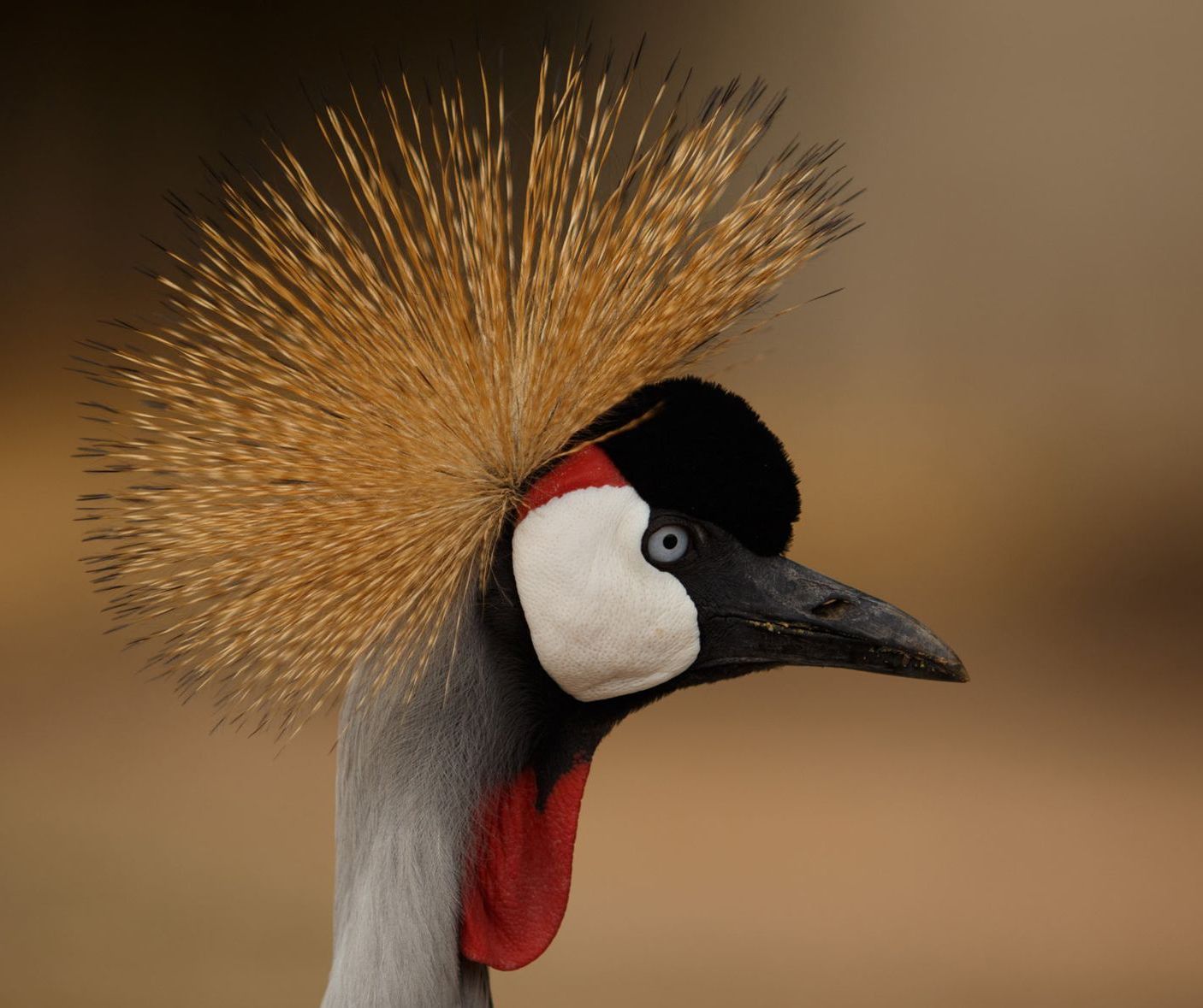 Close-up of a Grey Crowned Crane with its distinct gold, bristle-like crest, black forehead, and red throat wattle.