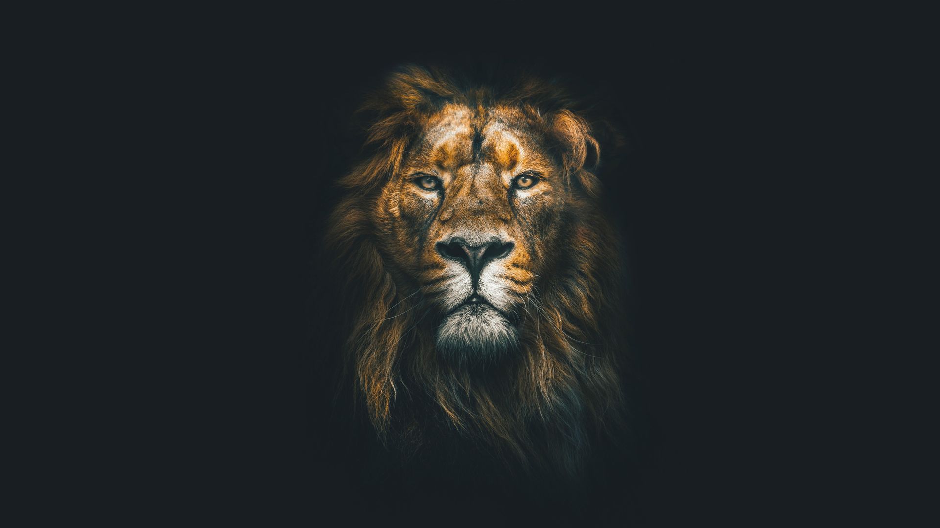 A close-up portrait of a lion with a thick mane, staring forward against a plain black background.