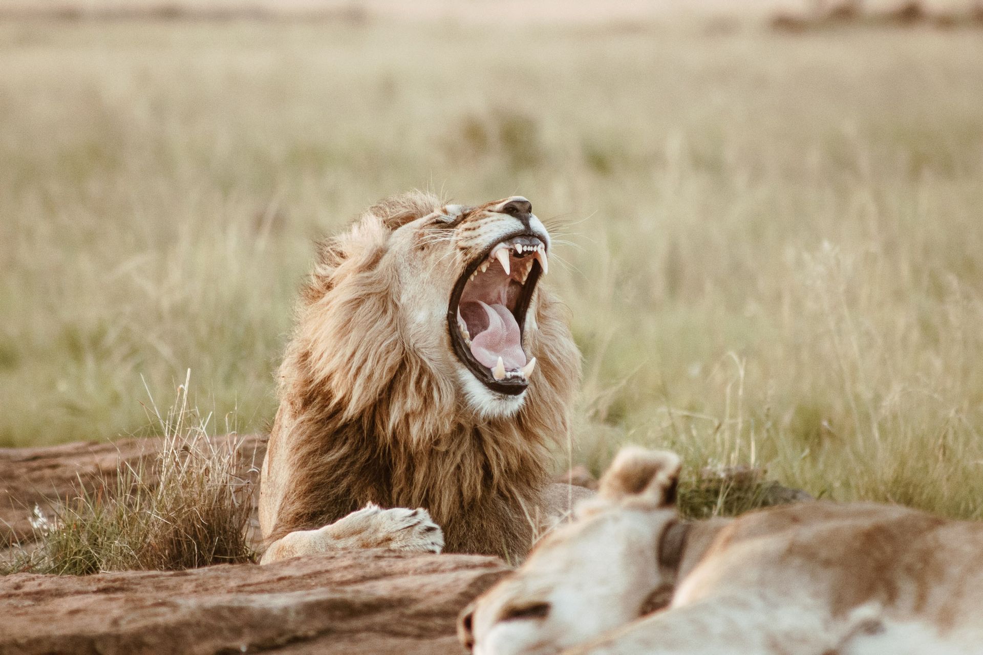 A male lion with a full mane roars with its mouth wide open, resting in a grassy field near a reclining lioness.