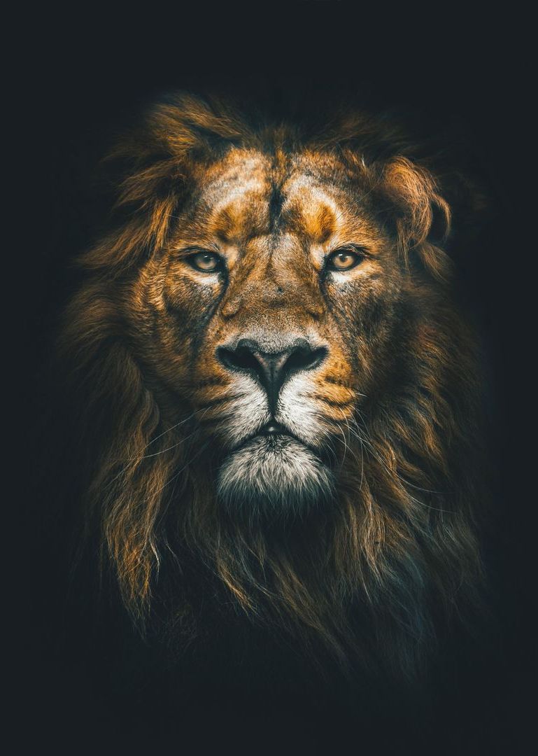 A portrait of a male lion looking directly forward, featuring a thick, golden-brown mane against a dark background.