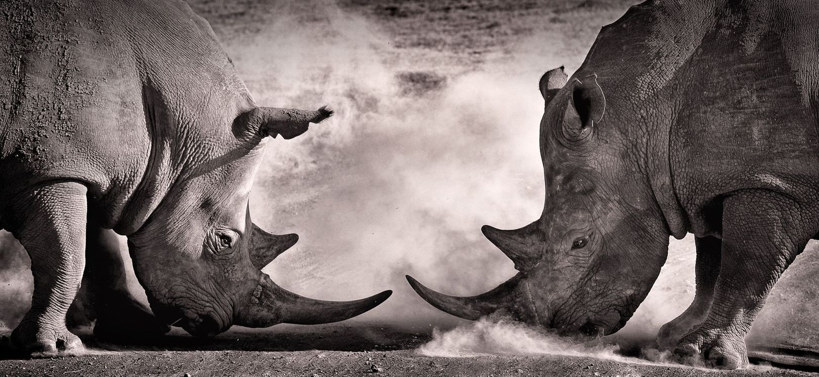 Two rhinoceroses face each other in profile, their horns nearly touching amidst a cloud of dust in a monochromatic scene.