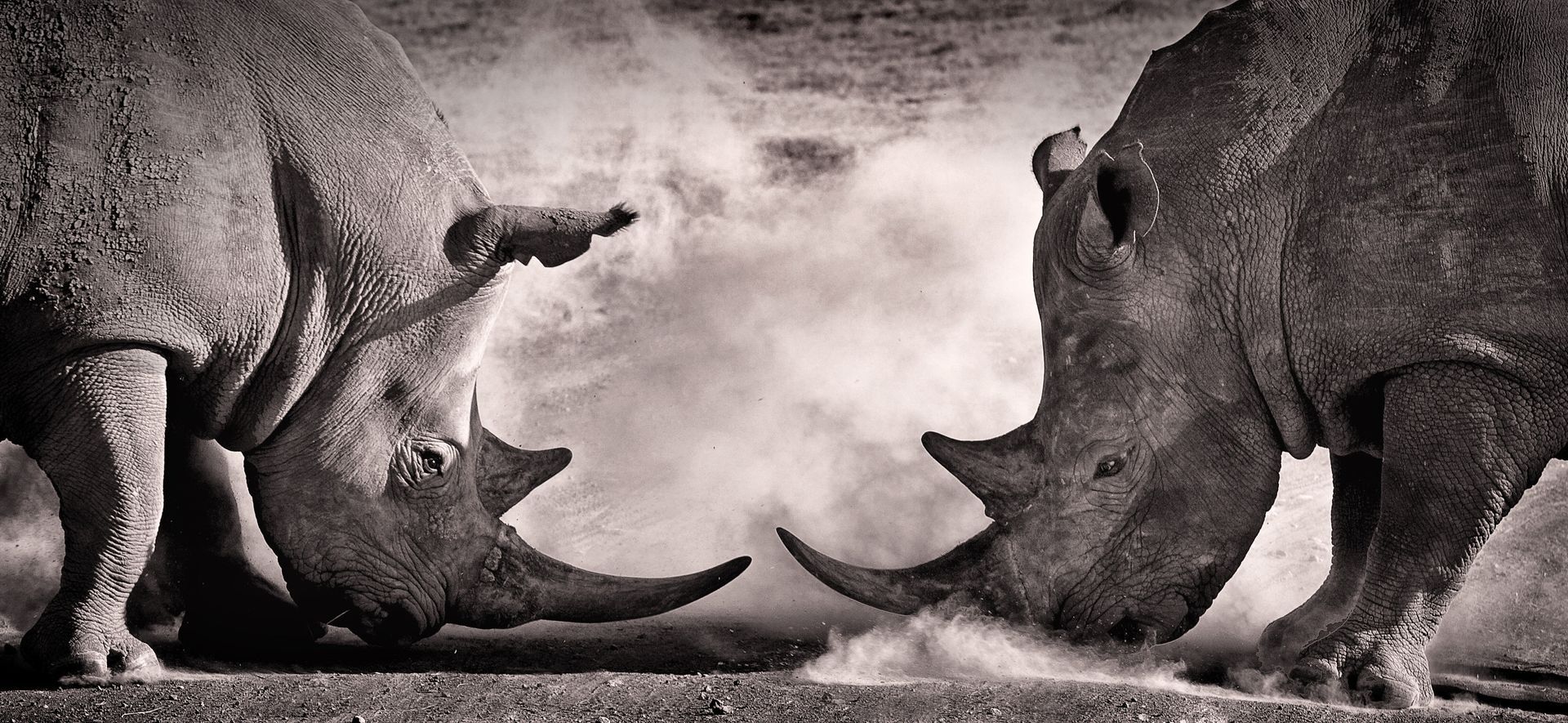 Two rhinoceroses face each other in profile, their horns nearly touching amidst a cloud of dust in a monochromatic scene.