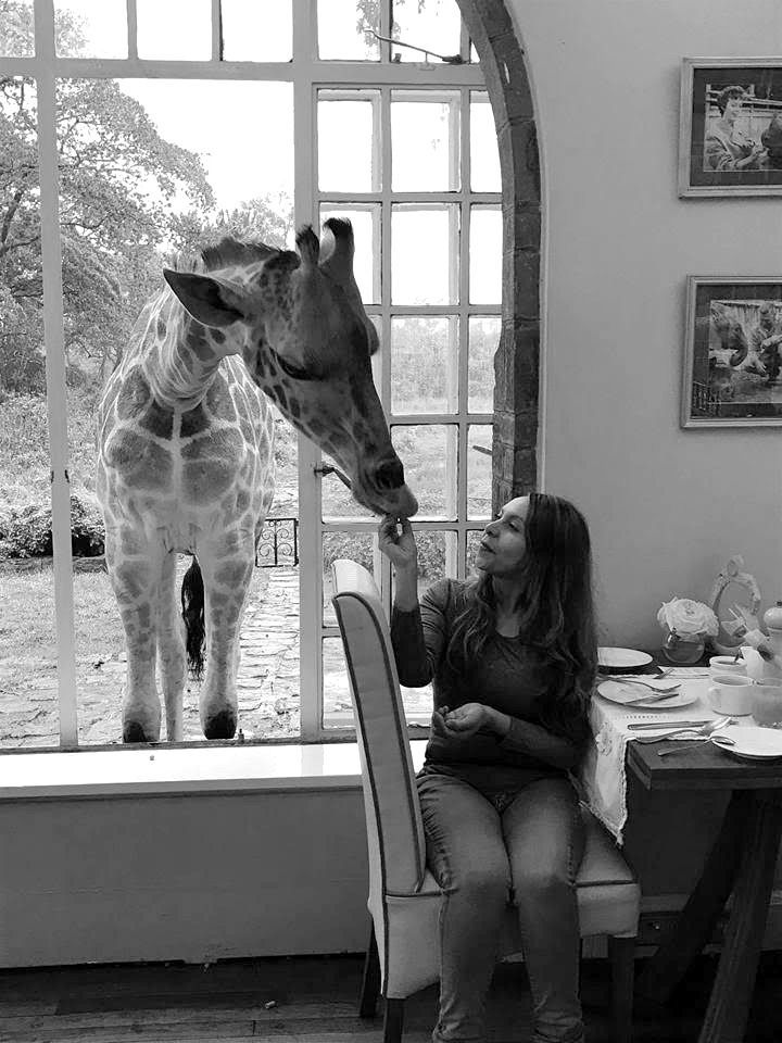A giraffe reaches its head through a large window to be fed by a person sitting at a dining table.