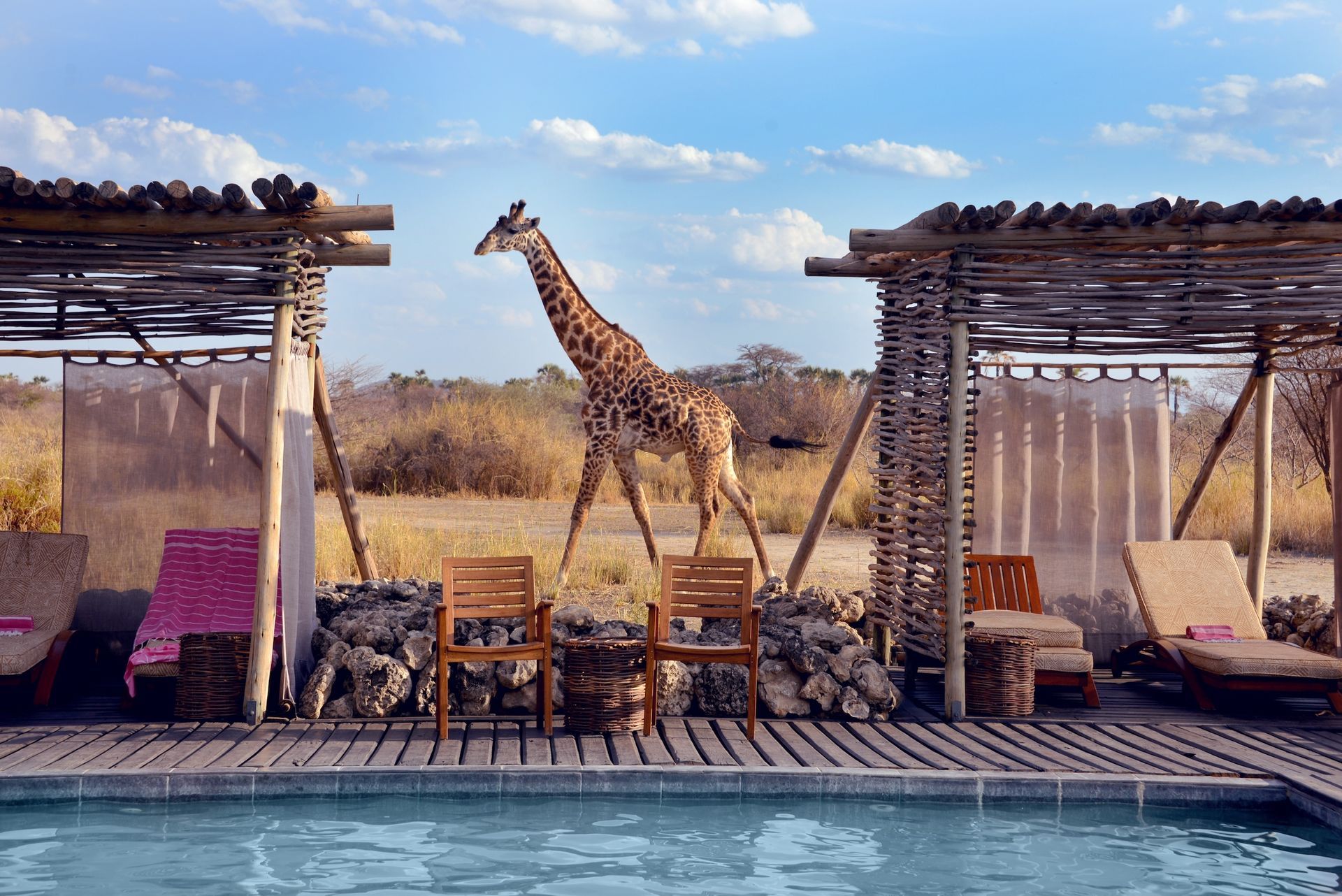 A giraffe walks across an open landscape viewed from a poolside patio with wooden lounge chairs and bamboo structures.