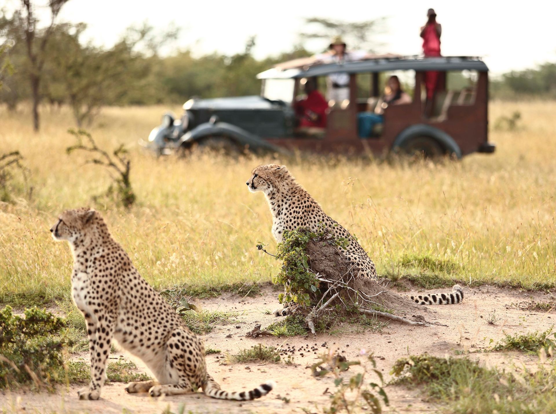 Two cheetahs sit in a grassy field with a safari vehicle in the background.