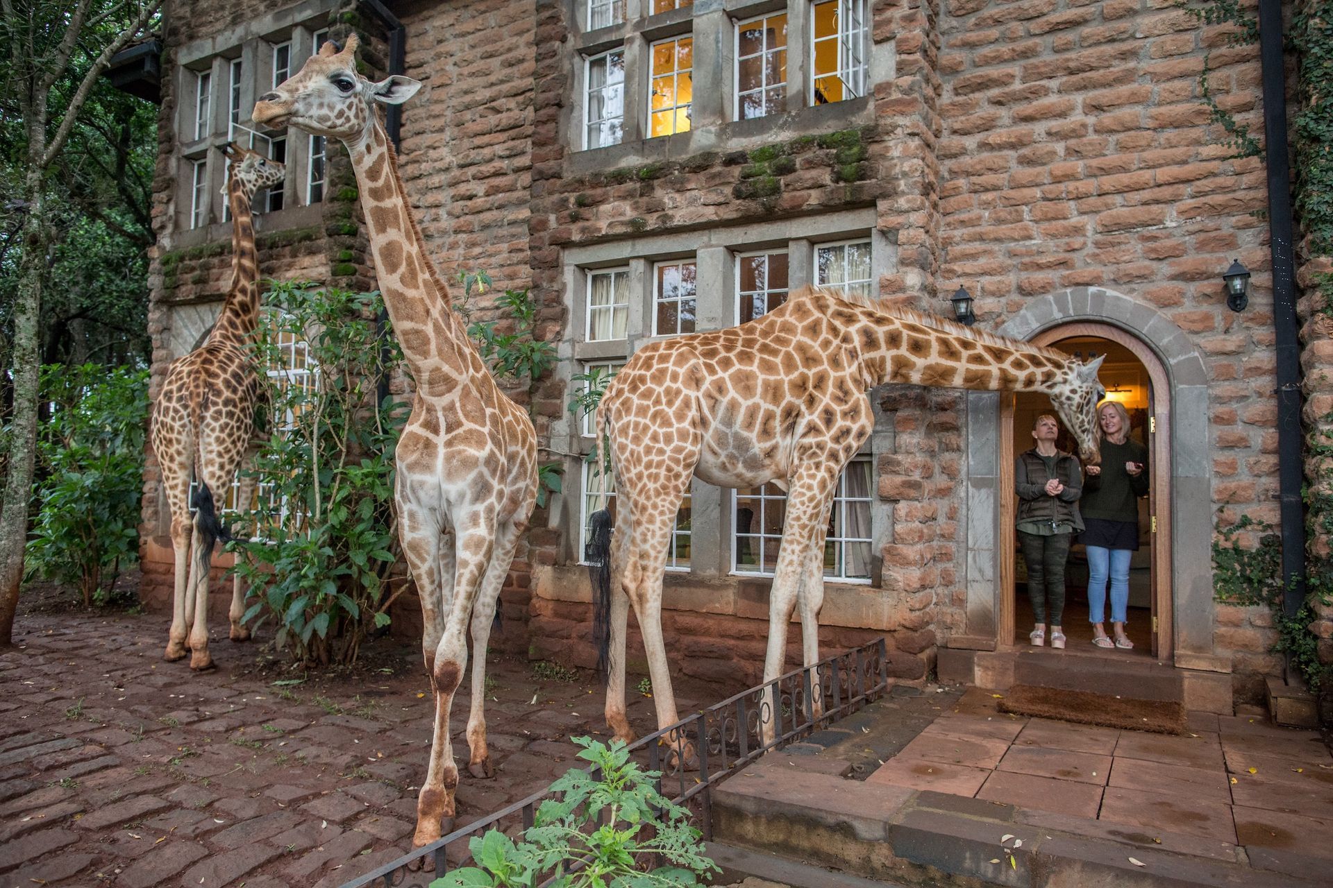 Three giraffes stand outside a stone manor, with two people appearing in the doorway.