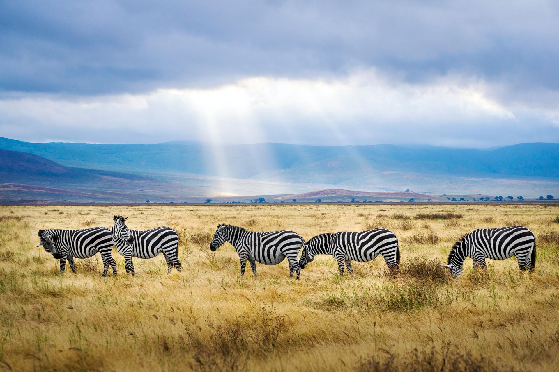 Four zebras graze in a dry, golden grassy savanna under a dramatic sky with sunbeams breaking through dark clouds.