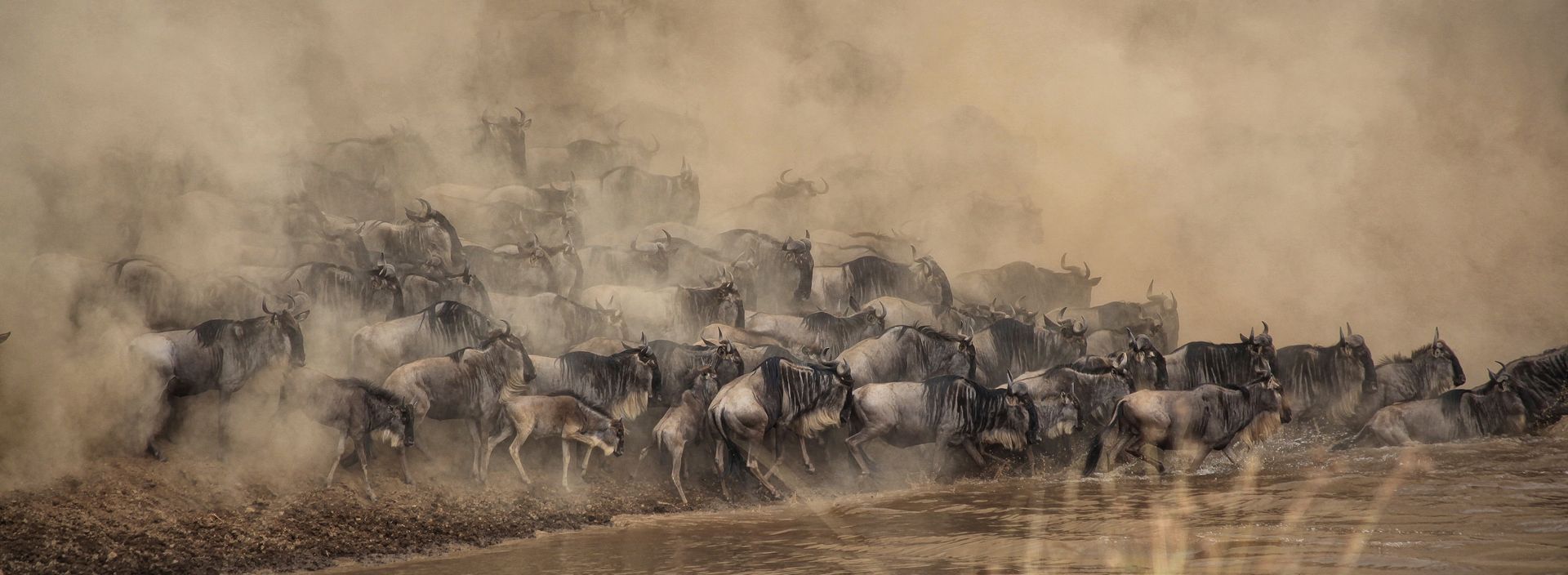 A large herd of wildebeest runs through a dusty savanna, kicking up a thick cloud of brown dust.