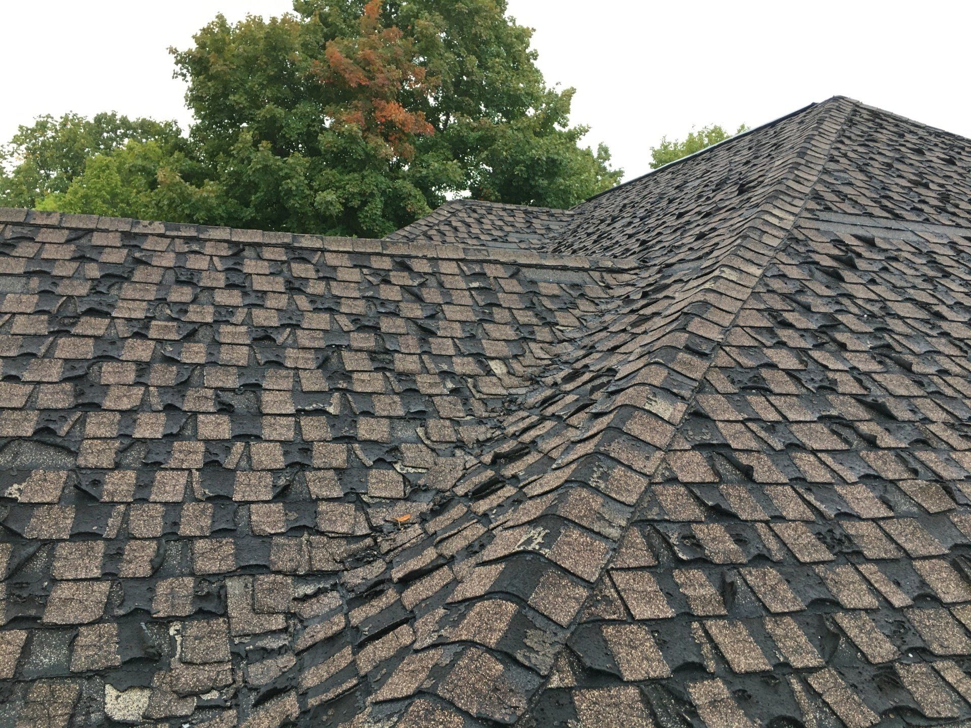 Dark brown shingled roof with a small dormer and trees in the background