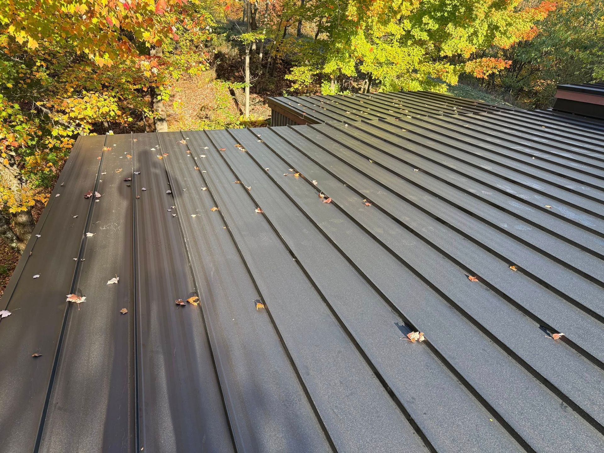 Dark gray metal roof with scattered leaves beside autumn trees