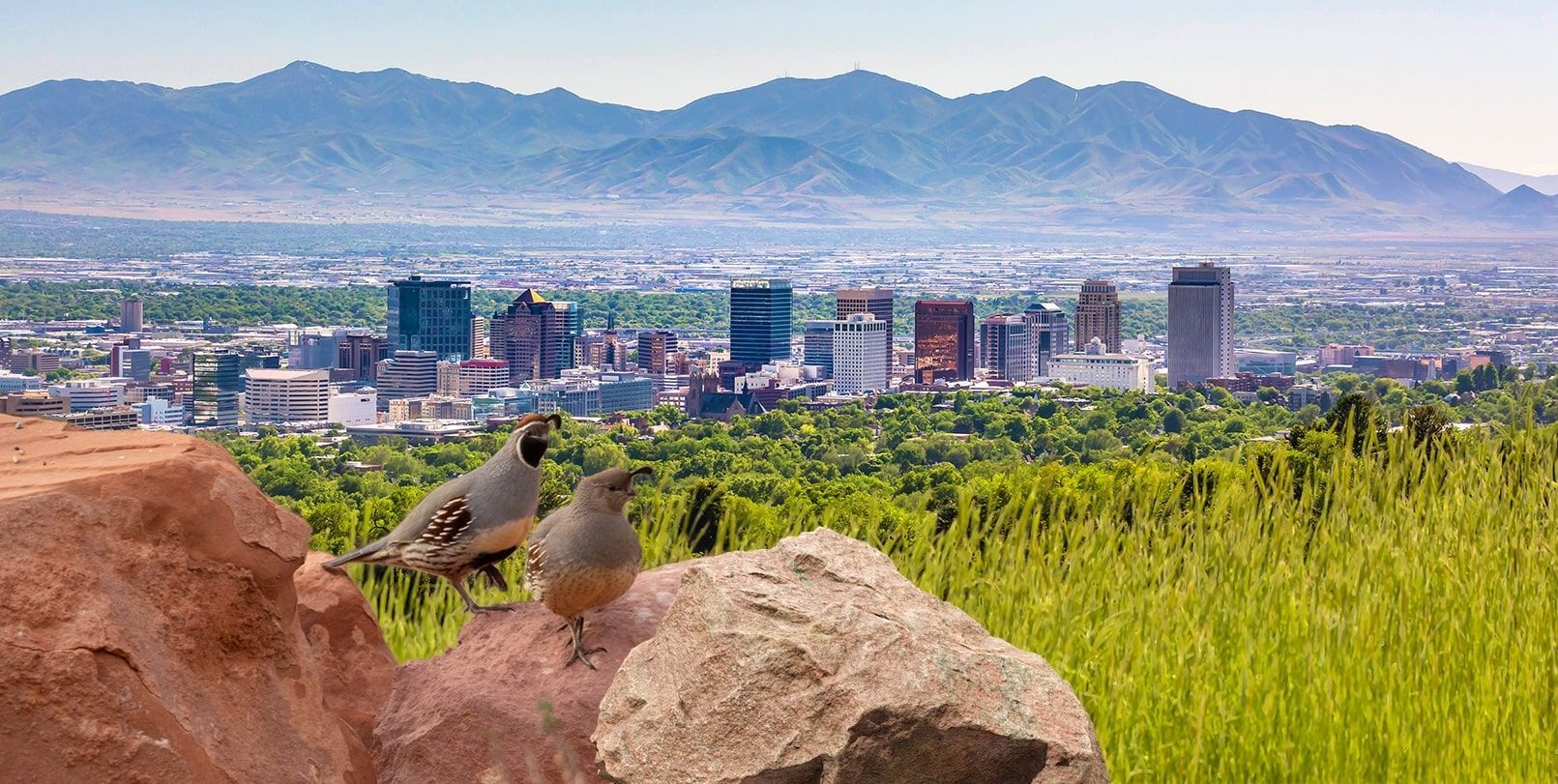 Two birds perched on a rock overlook a city skyline with mountains in the background.