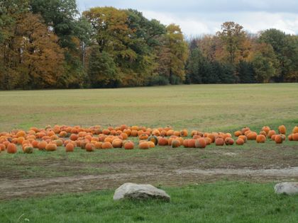 Pumpkins scattered across a field with autumn trees in the background
