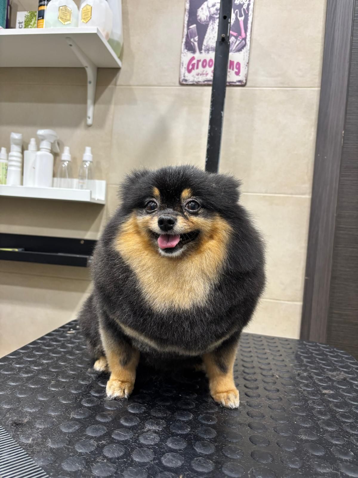 Un soffice Pomerania nero e fulvo in piedi su un tavolo da toelettatura, ansimante in un salone piastrellato.
