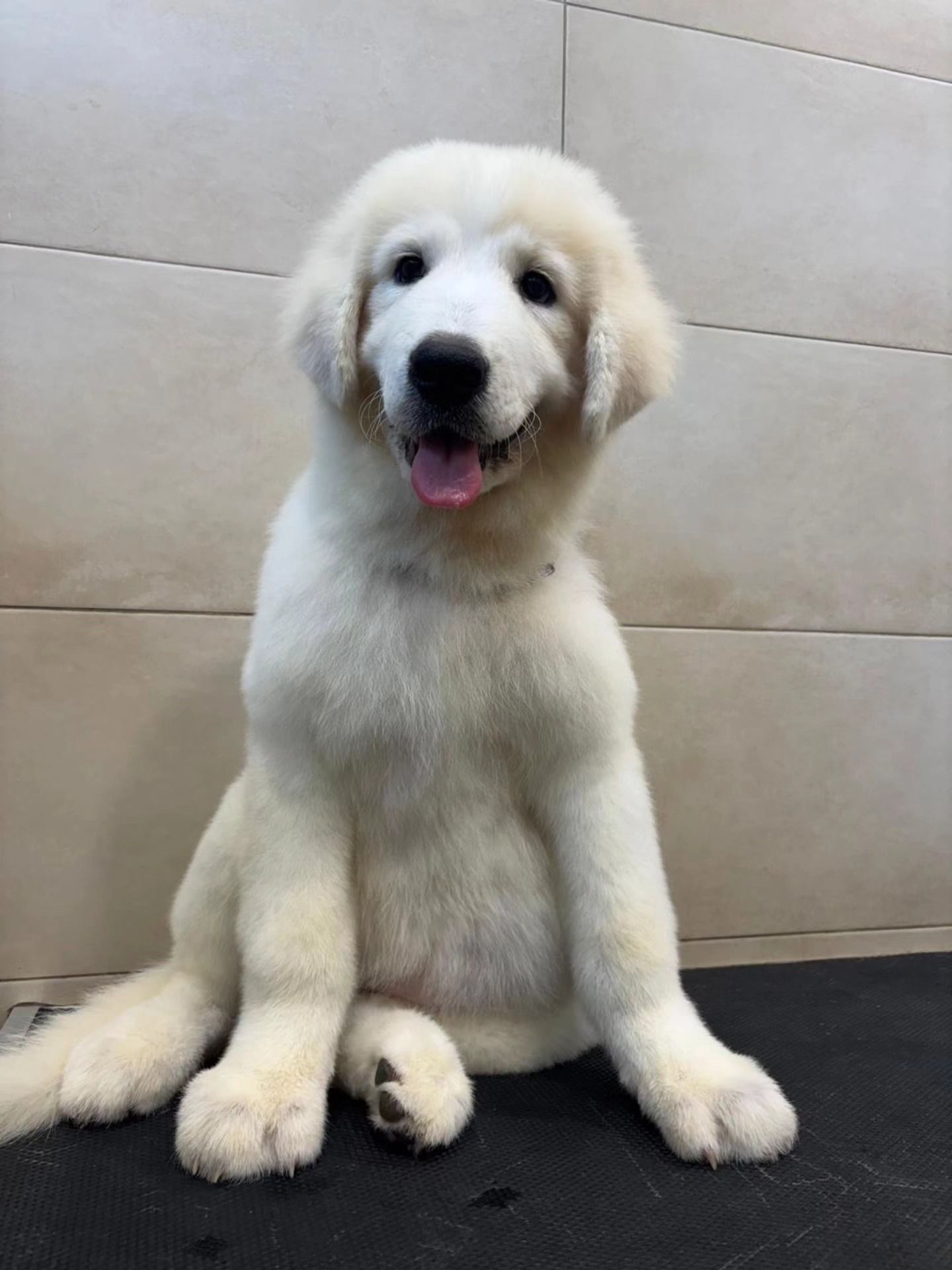 Un cucciolo soffice color crema seduto su un pavimento piastrellato, con la lingua di fuori, che guarda verso la fotocamera